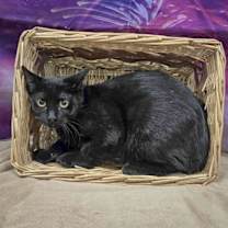 Thumbnail photo of Bonfire #4