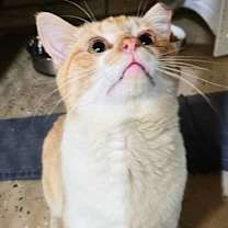 Thumbnail photo of Foxxy #1