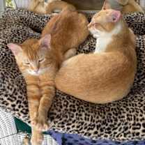 Thumbnail photo of Foxxy #2