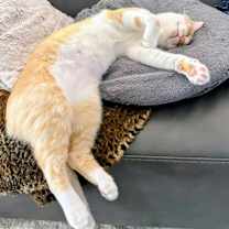 Thumbnail photo of Foxxy #3