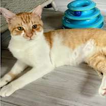 Thumbnail photo of Foxxy #4