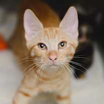 Thumbnail photo of TRIGGS Lau #2