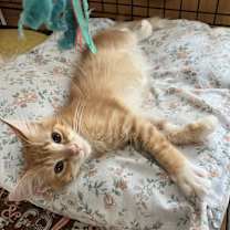 Thumbnail photo of RORY #3