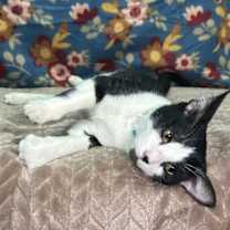 Thumbnail photo of 250861  Kramer #2