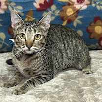 Thumbnail photo of 250861  Elaine #1