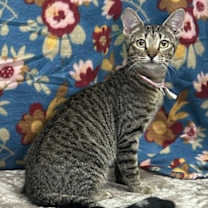 Thumbnail photo of 250861  Elaine #2