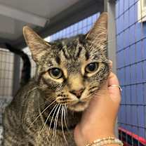 Thumbnail photo of Inosuke #1