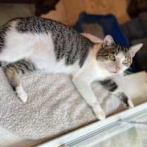 Thumbnail photo of Albie #endlessly-affectionate #2