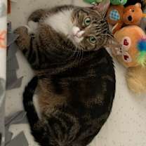 Thumbnail photo of Asher #2