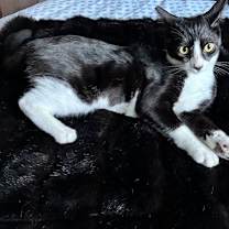 Thumbnail photo of Petunia - female teen kitten #2