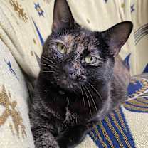 Thumbnail photo of Penny #1