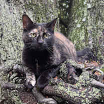 Thumbnail photo of Penny #2