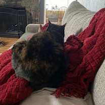 Thumbnail photo of Penny #3