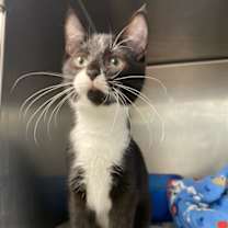 Thumbnail photo of Midge #2