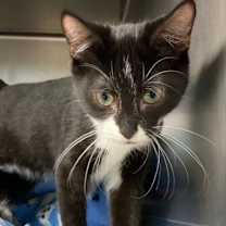 Thumbnail photo of Midge #3