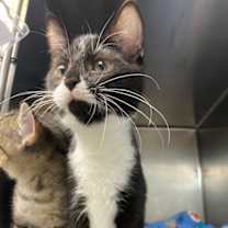 Thumbnail photo of Midge #4