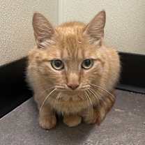 Thumbnail photo of Frankie #1