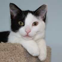 Thumbnail photo of Michonne #2