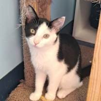 Thumbnail photo of Michonne #3