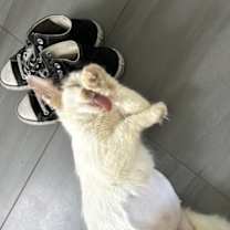 Thumbnail photo of Marmalade #3