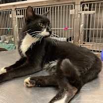 Thumbnail photo of Inkwell #1