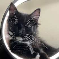 Thumbnail photo of Socks  #4