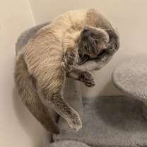 Thumbnail photo of Aura #4