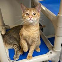 Thumbnail photo of Charger #2