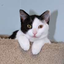 Thumbnail photo of Michonne #1