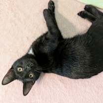 Thumbnail photo of Moroccan #1