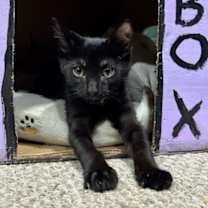 Thumbnail photo of Moroccan #3