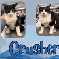 Thumbnail photo of Crusher #1