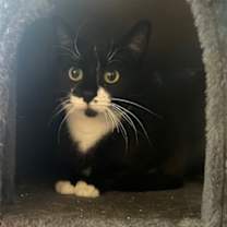 Thumbnail photo of Nitro #3