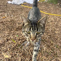 Thumbnail photo of Pebbles #2