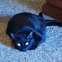 Thumbnail photo of Ellum #4