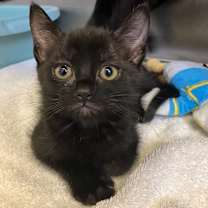 Thumbnail photo of Vallie #2