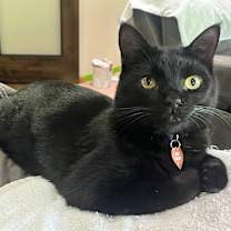 Thumbnail photo of Inky #1