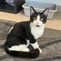adopt-pet
