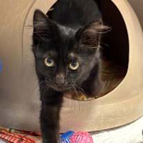 Thumbnail photo of Kitten Ledger #2