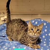 Thumbnail photo of Olive #4