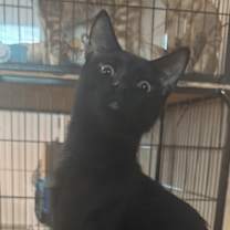 Thumbnail photo of Spooky spooks Itty Halloweenie #2