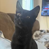 Thumbnail photo of Spooky spooks Itty Halloweenie #3