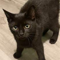 Thumbnail photo of Binx KA #3