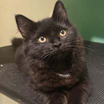 Thumbnail photo of Jeckyl KA #1