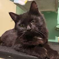 Thumbnail photo of Jeckyl KA #2