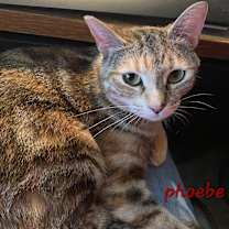 Thumbnail photo of Phoebe #1