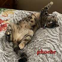 Thumbnail photo of Phoebe #2