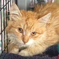 Thumbnail photo of Okano #1