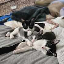 Thumbnail photo of Beatrice #4