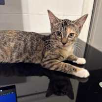 Thumbnail photo of Rose #2